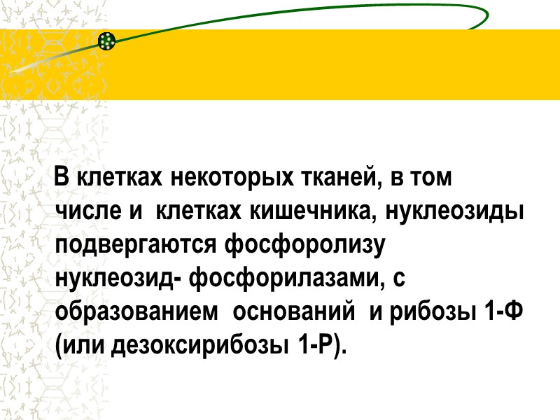 В клетках некоторых тканей, в том числе и  клетках кишечника, нуклеозиды подвергаются фосфоролизу